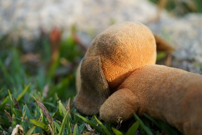 Close-up of a dog resting on field