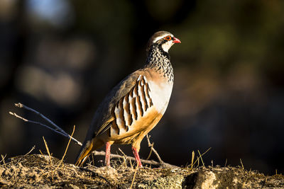 Close-up of bird perching on field