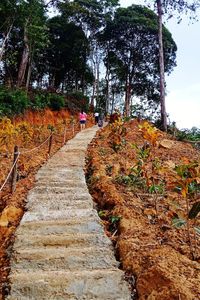 Rear view of people walking on footpath amidst trees