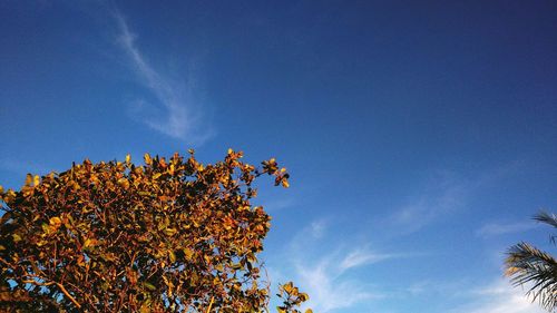 Low angle view of tree against sky