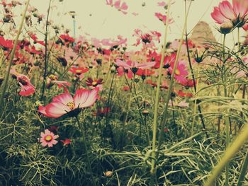 Close-up of pink flowers on field