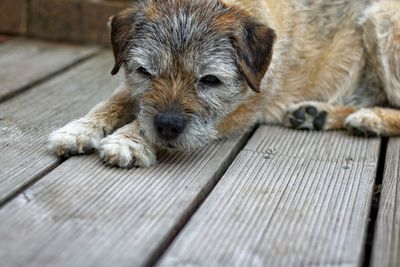 Portrait of dog lying down on floor