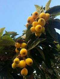 Low angle view of fruits on tree against sky