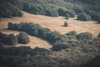 High angle view of trees on field