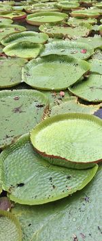 Close-up of lotus water lily