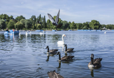 Ducks swimming in lake