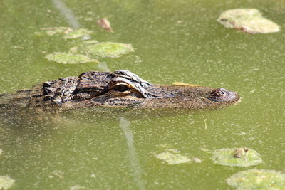 High angle view of alligator 