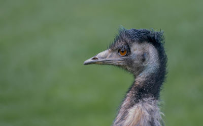 Close-up of bird