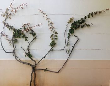 Close-up of ivy on wall