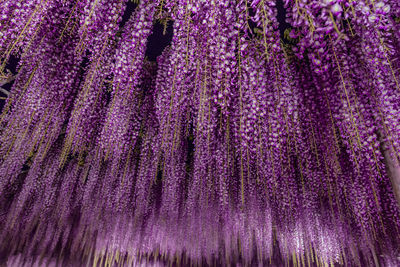 Full frame shot of fresh purple flower tree