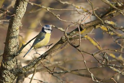 Close-up of bird perching on bare tree