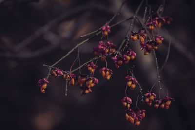 Close-up of plant