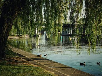 Birds in calm lake