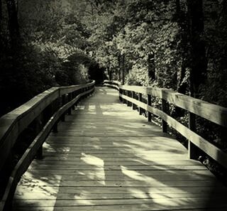 the way forward, tree, diminishing perspective, railing, vanishing point, footbridge, tranquility, bridge - man made structure, connection, nature, forest, long, shadow, growth, sunlight, walkway, transportation, wood - material, empty, tranquil scene