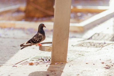 Close-up of pigeon on bird bath