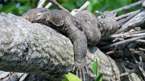 Close-up of lizard on tree trunk