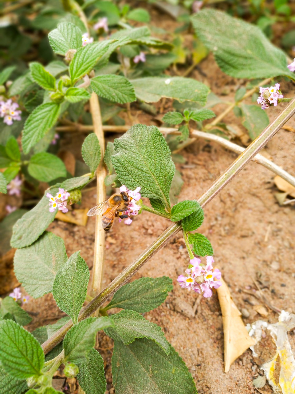 plant, leaf, plant part, growth, nature, flower, green, herb, day, no people, beauty in nature, high angle view, close-up, produce, outdoors, animal wildlife, wildflower, freshness, animal themes, wildlife, animal, land, food, flowering plant, focus on foreground, food and drink