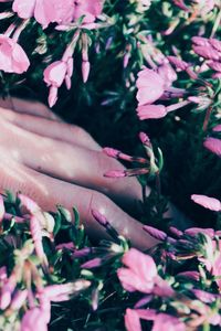Close-up of hand on pink flowering plants