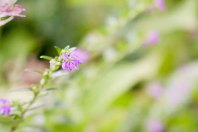 Close-up of pink flowering plant