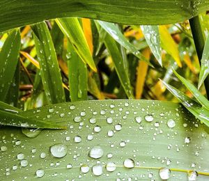 Close-up of wet plants