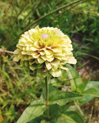 Close-up of yellow flowering plant