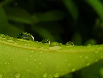 Close-up of raindrops on green leaves