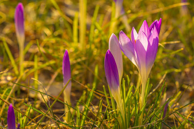 Close-up of purple crocus flowers on field