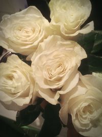 Close-up of white rose