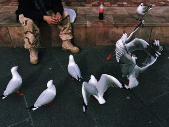 Pigeons on the wall