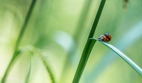 Close-up of insect on leaf