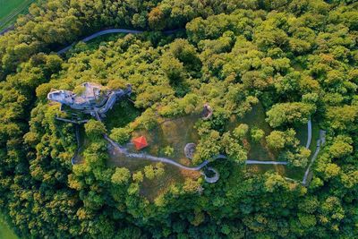High angle view of plants