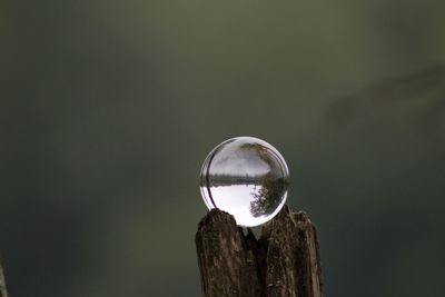 Close-up of crystal ball on tree trunk