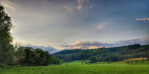 Trees on field against sky