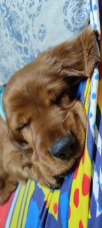 Close-up of dog sleeping on bed