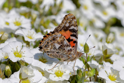 Close-up of butterfly pollinating on flower