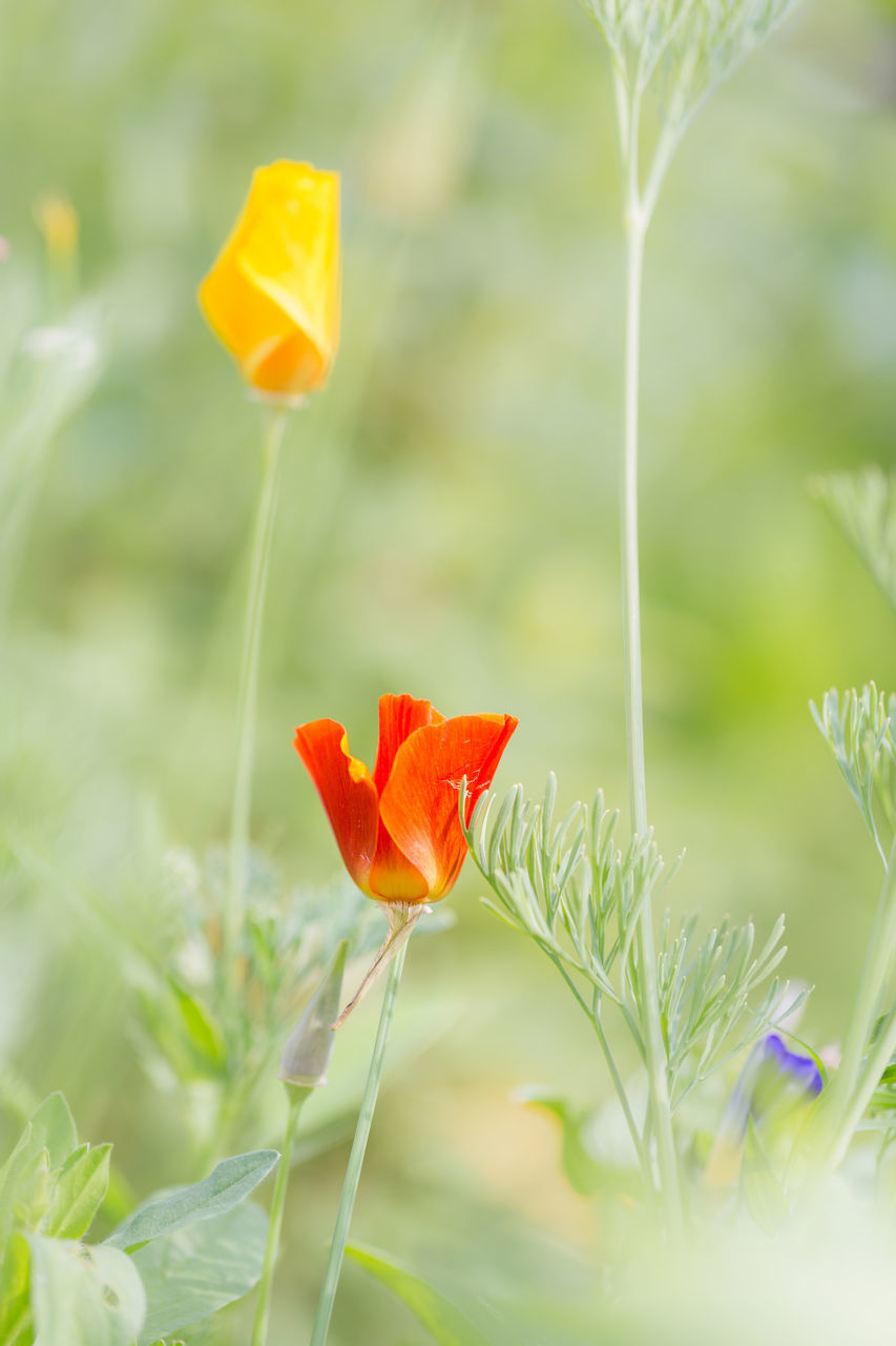 CLOSE-UP OF RED POPPY