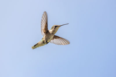 Close-up of bird flying against clear blue sky