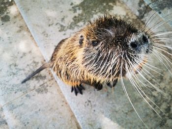 Close-up of an animal