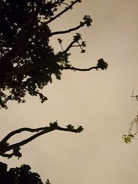 Low angle view of silhouette tree against clear sky