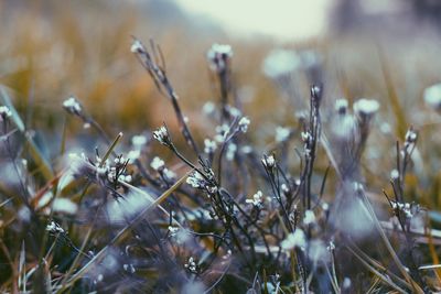 Close-up of plant against blurred background