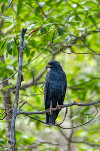 Low angle view of bird perching on branch