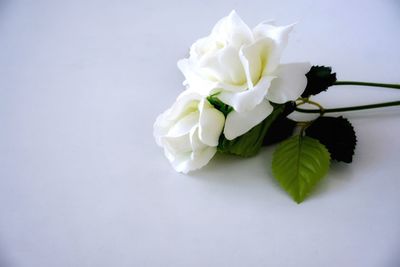 Close-up of white rose