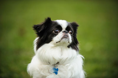 Close-up of dog