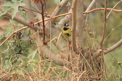 Close-up of tree branch