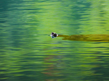 Duck swimming in a lake