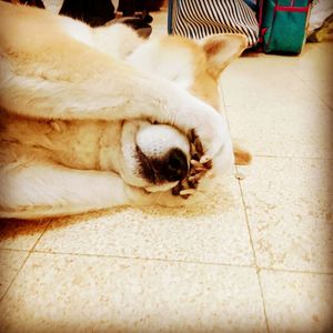 View of a dog sleeping on floor