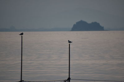 Bird perching on wooden post in sea against sky