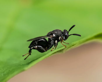 Close-up of fly