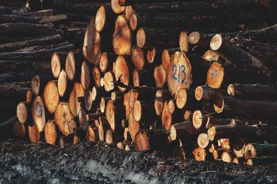 View of logs