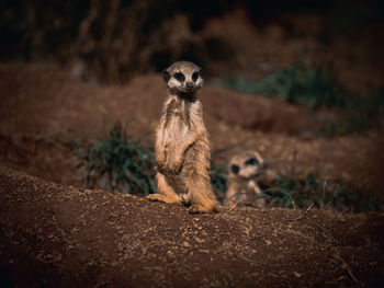 Close-up of meerkat